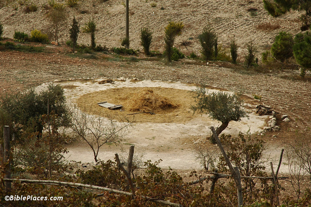 A Threshing Floor