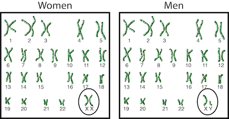 Chromosomes