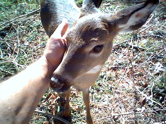Deer002