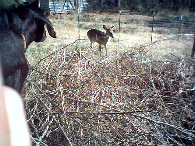 Deer020