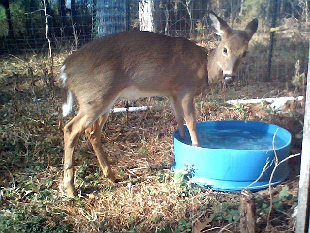 Deer1009