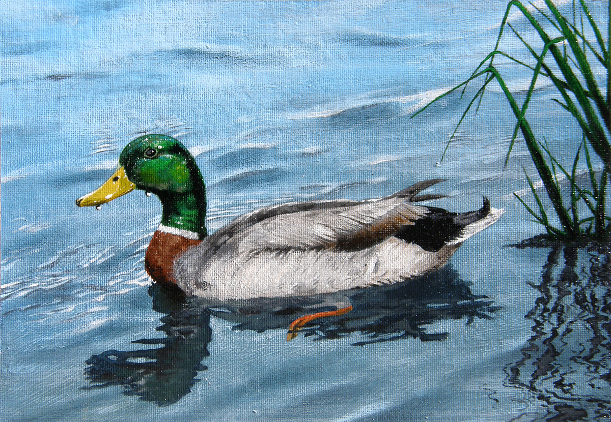 Duck Stamp Mallard