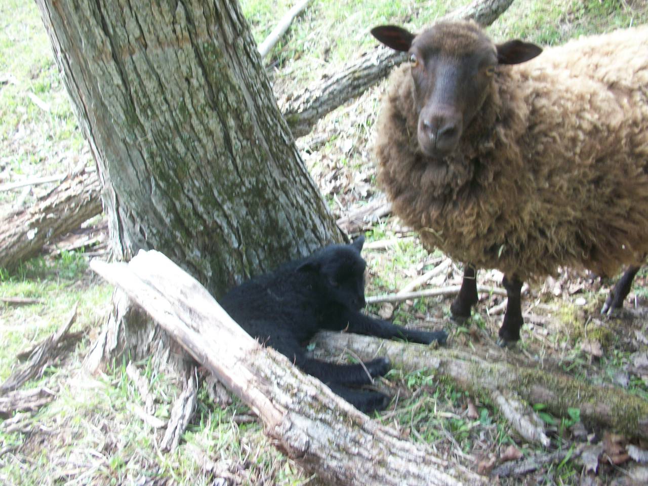 Ewe and lamb