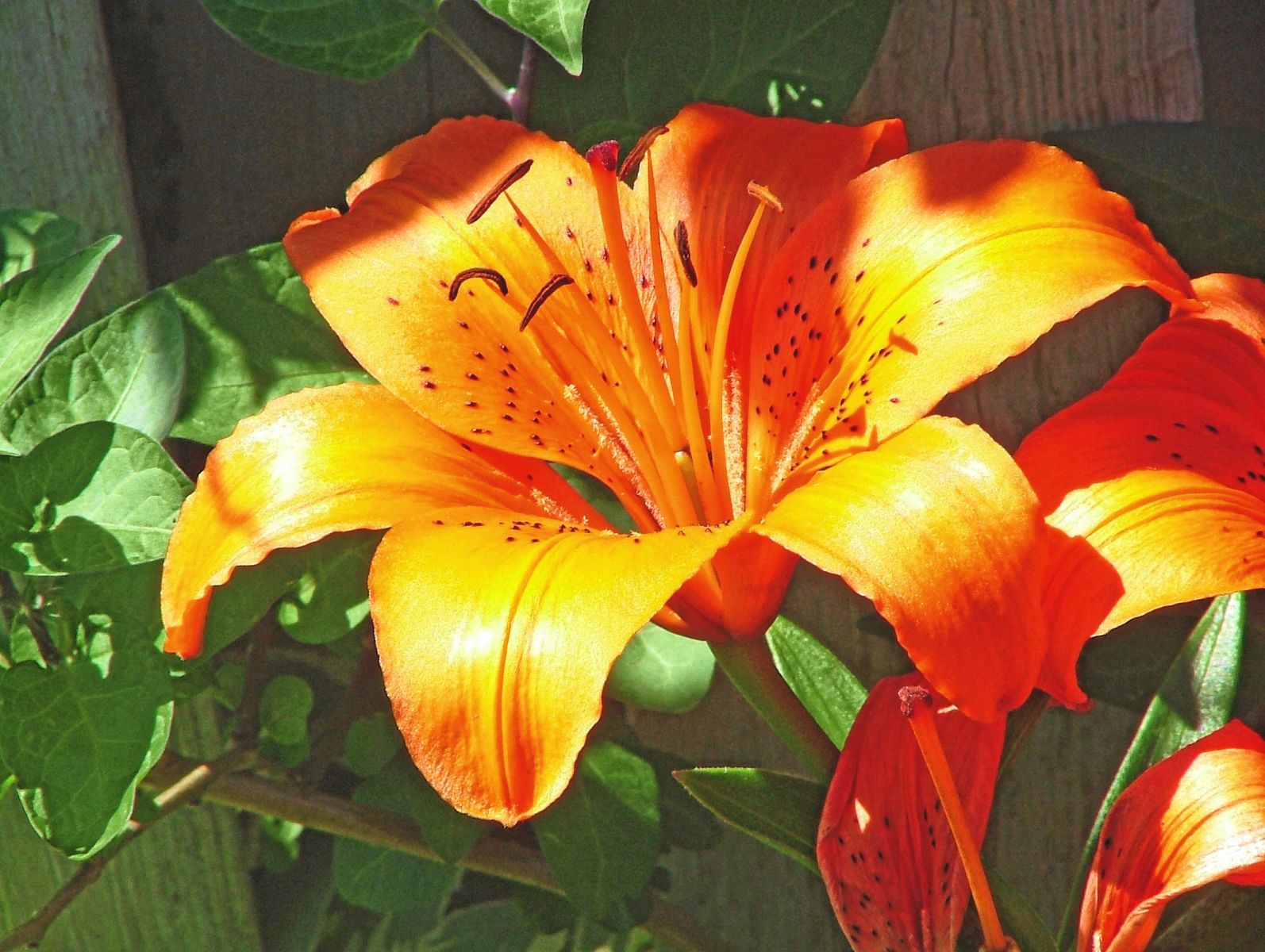 Flowers Of Ohio 002 (Changed)