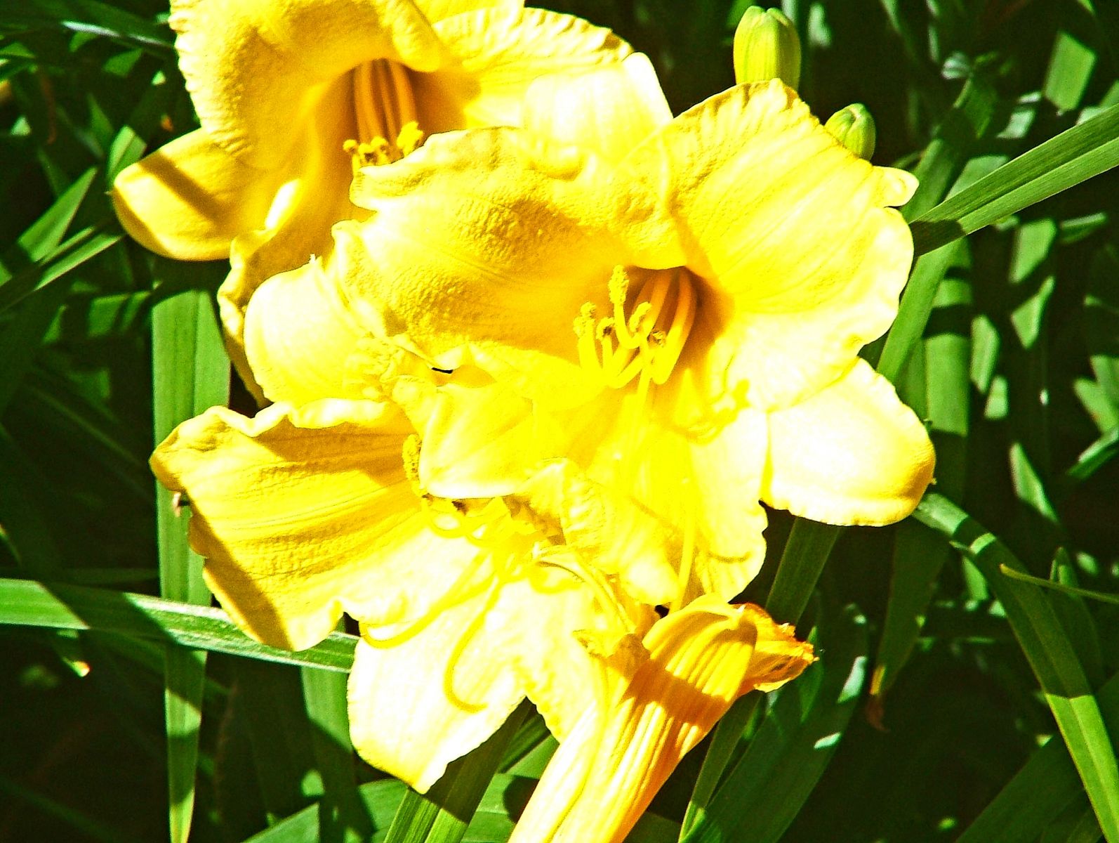 Flowers Of Ohio 003 (Changed)