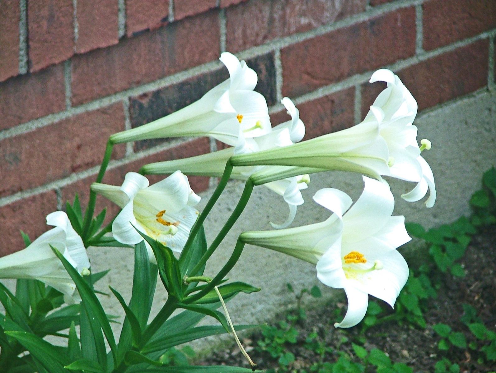 Flowers Of Ohio 018 (Changed)