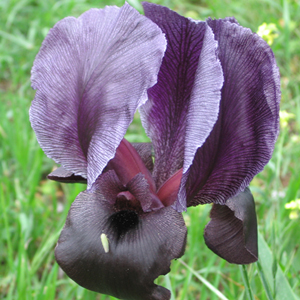 Gilboa Iris