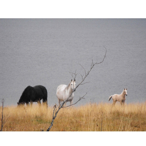 Horses by lake