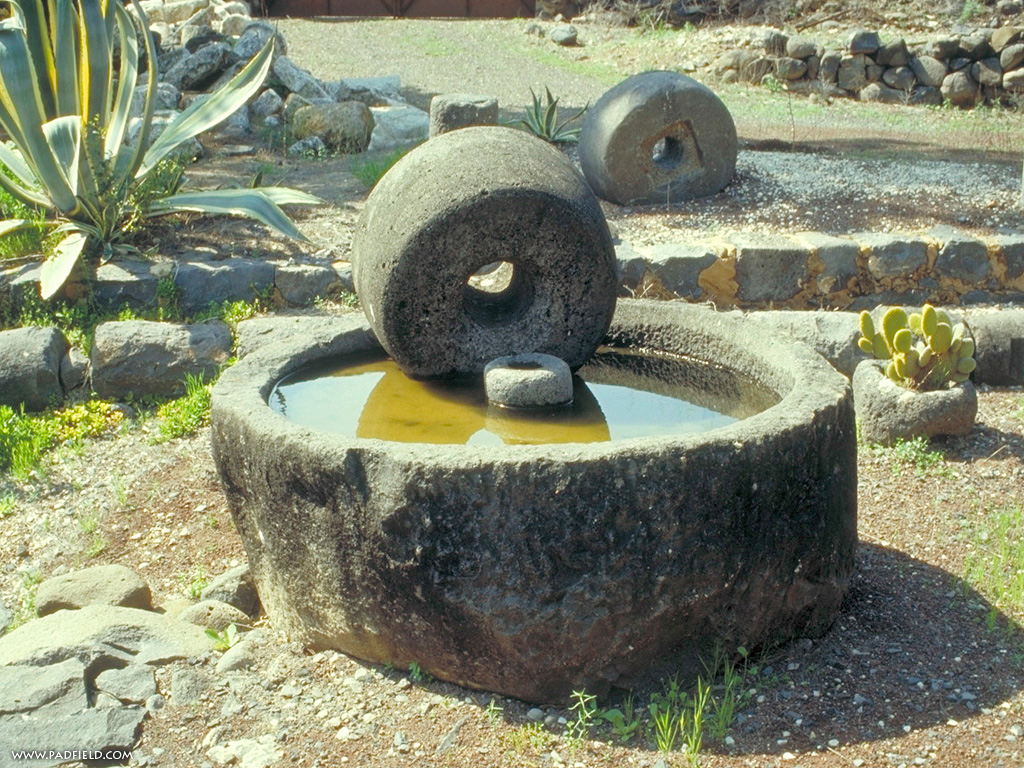 Olive Press