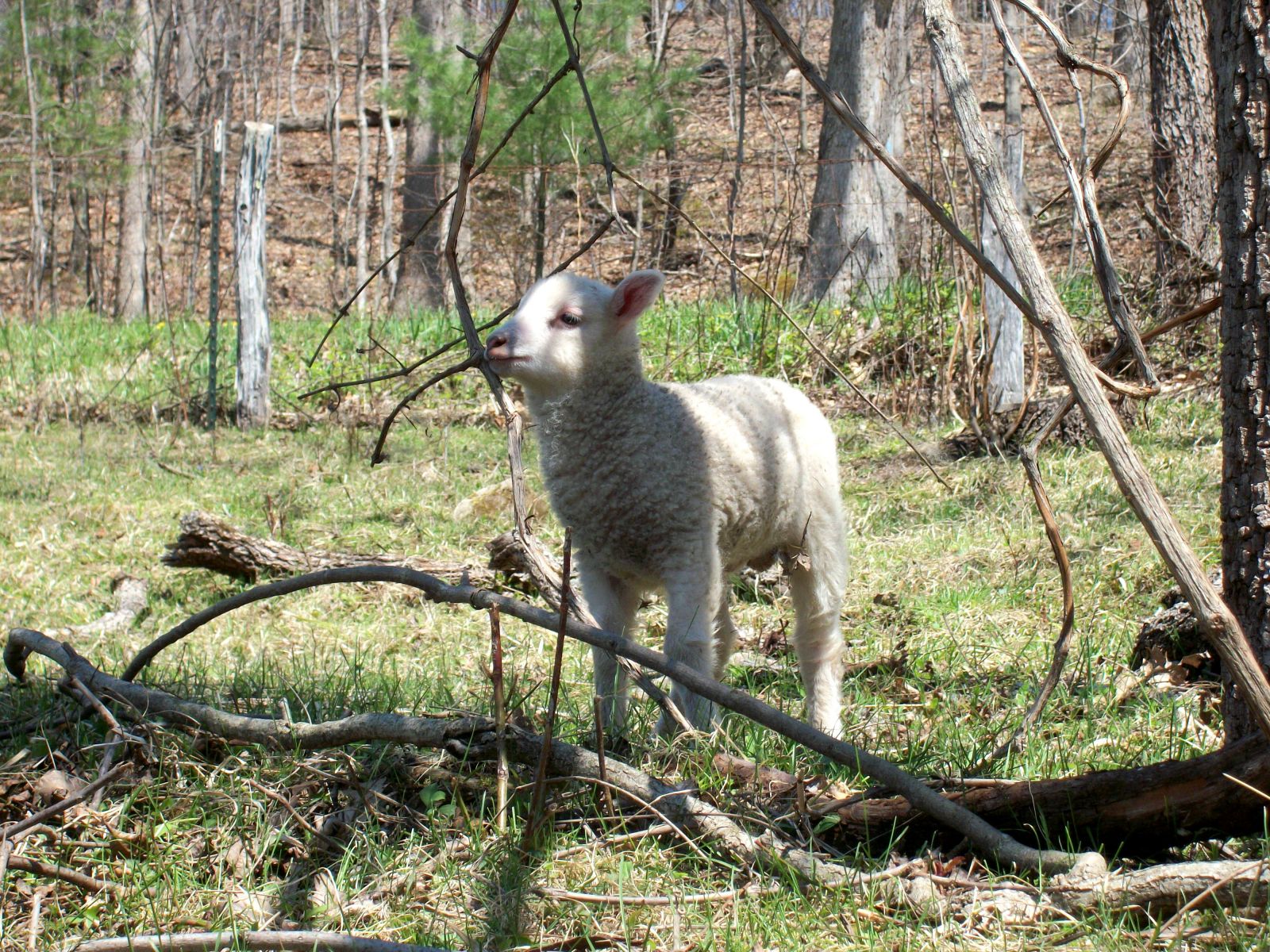 Shetland ram lamb