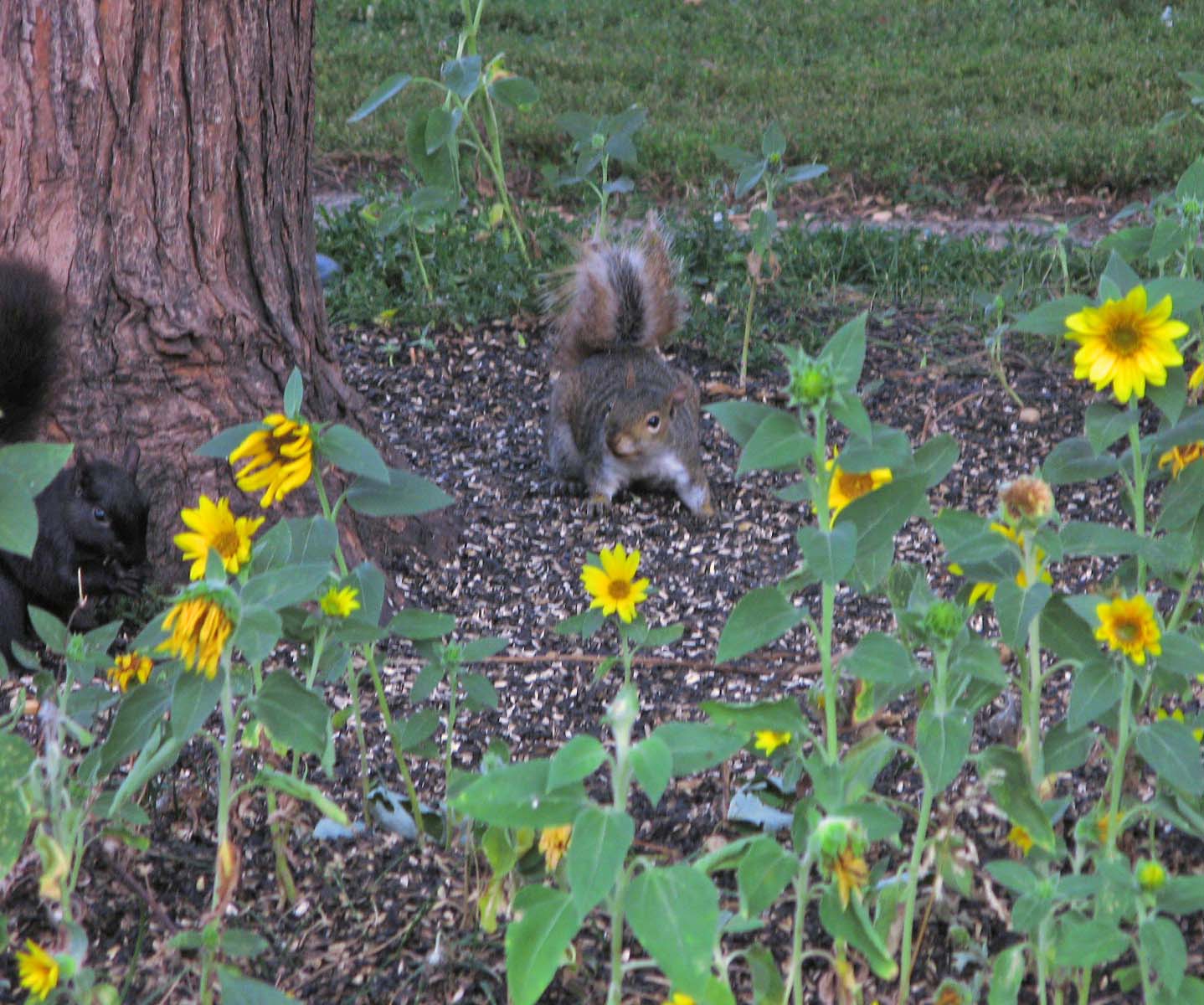 Squirrel Patch