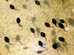 Tadpoles