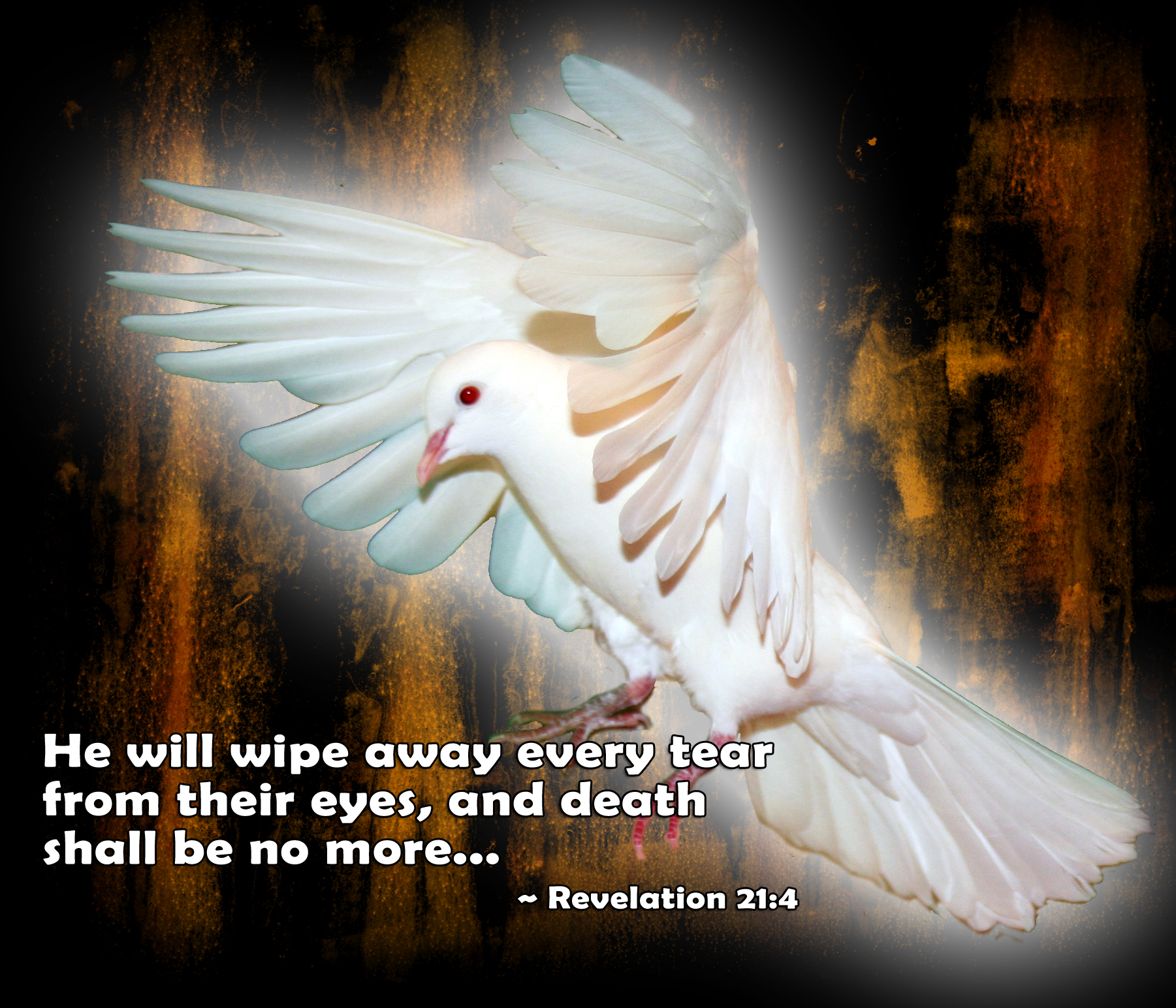 White Dove