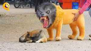 1707207938-Troll-Prank-Dog-Funny-amp-fake-Lion-and.jpg