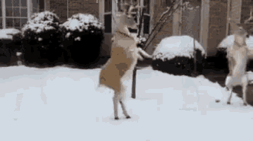 Deer Dance Dancing Deer GIF - Deer Dance Dancing Deer Funny Animals GIFs