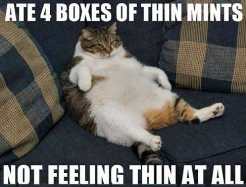 cat1.jpg
