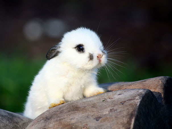 cute-bunnies-116__605.jpg