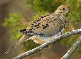 mourning_dove_glamor.jpg