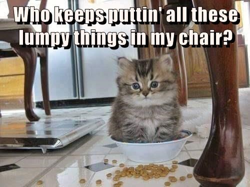 when-are-my-stoopie-humans-going-to-feed-me-and
