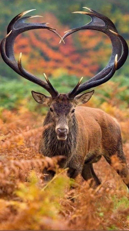 Amazing-beautiful-animal-horns.jpg