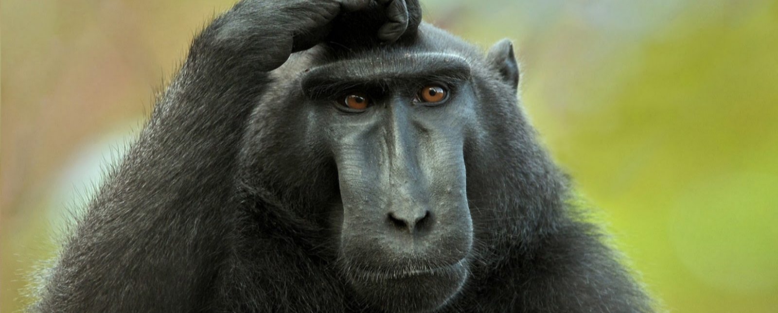 monkey_thinking_redux.jpeg