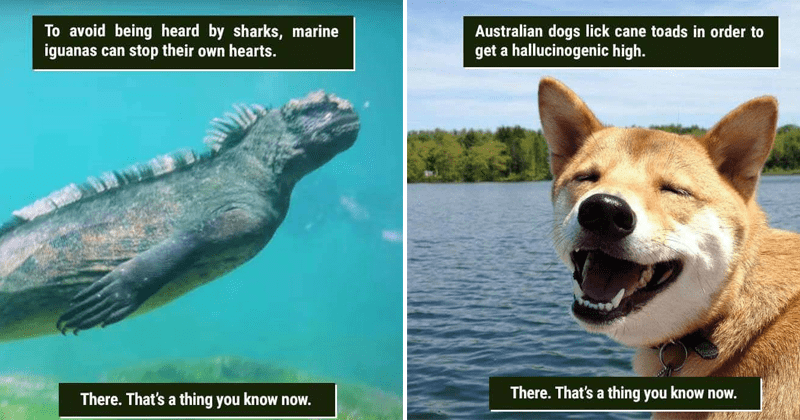 funny-animal-facts