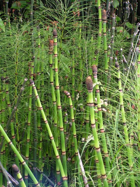 Horsetail-hyemale.jpg