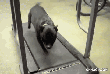 dog-running-on-treadmill-fail.gif