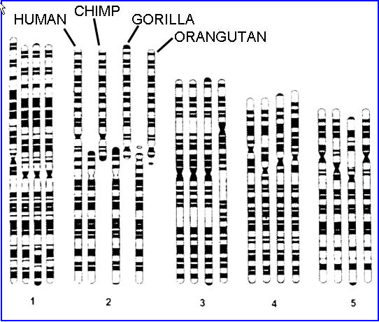 chromosomes.jpg