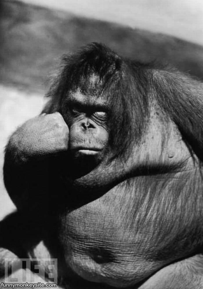 Bored_Monkey.jpg