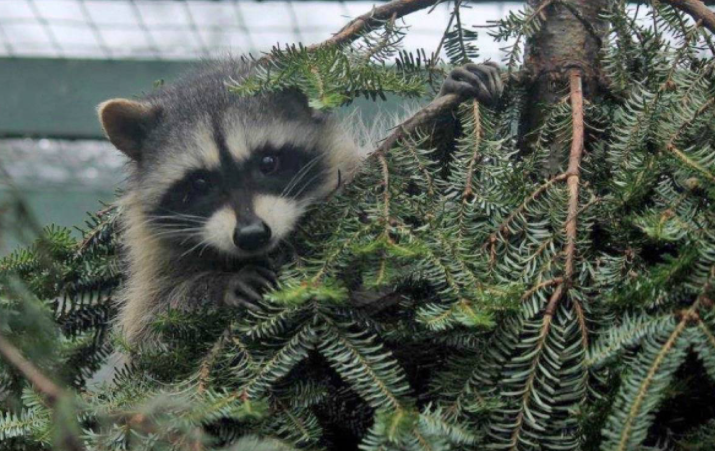 raccoon-xmas-tree.png