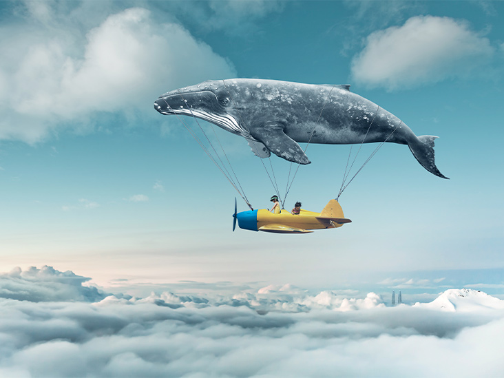 Whale_Airplane_Clouds_732x549-thumbnail.jpg