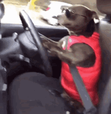 dog-driving.gif