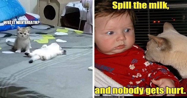 was-it-mah-breath-and-a-cat-getting-into-the-face-of-a-baby-spill-the-milk-and-nobody-gets-hurt