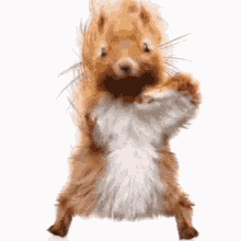 squirrel.gif