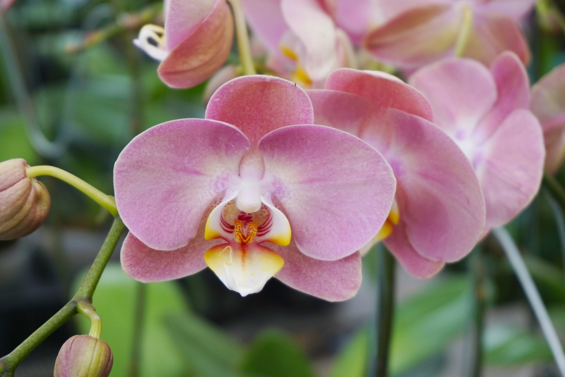 02-moth-orchid.jpg