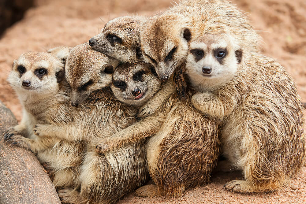 meerkats_huddled_0.jpg