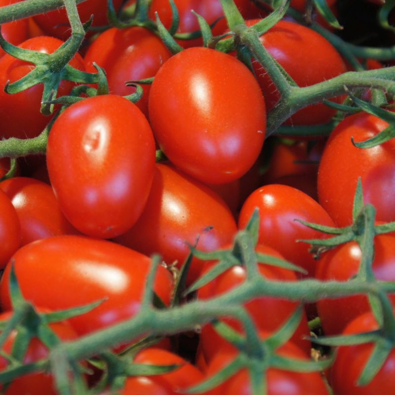 grapeTomato1.jpg
