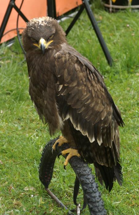 Lesser-Spotted-Eagle.jpg