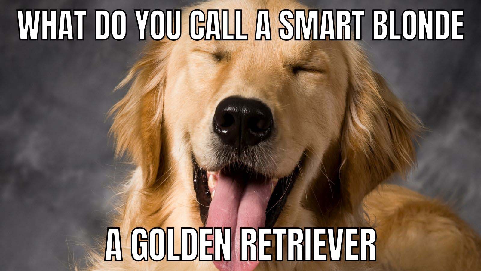 Golden-retriever-meme-42.jpg