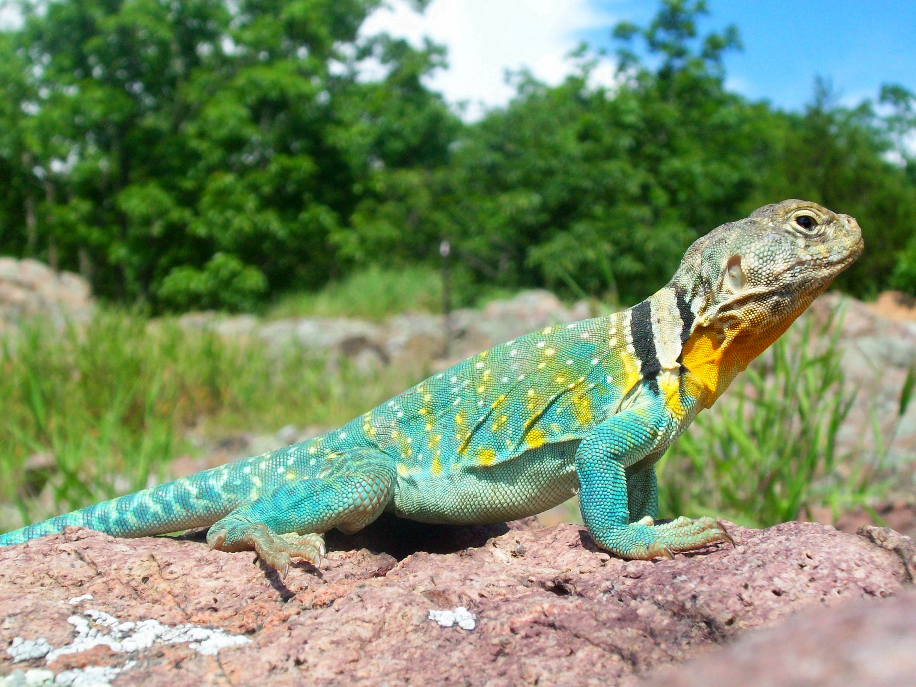 Common_Collared_Lizard.jpg