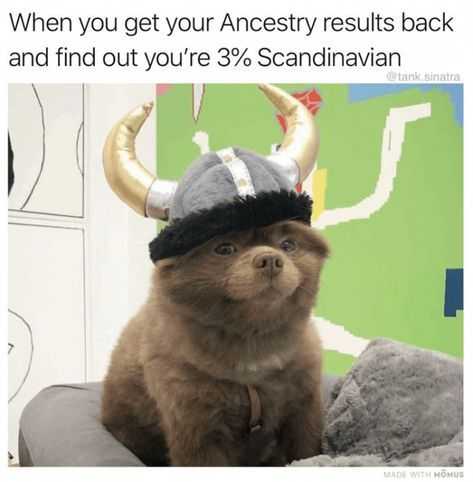 funny-ancestry-dog.jpg