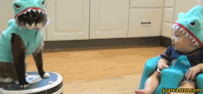 cat-baby-shark-cosplay-1551429.gif
