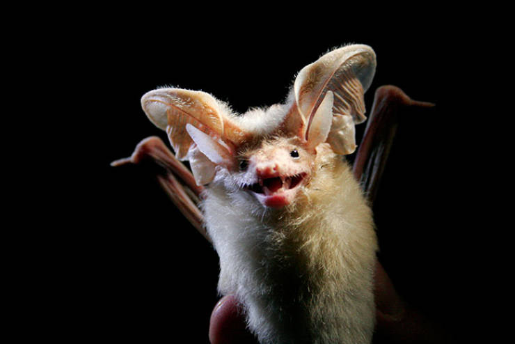 are_we_sure_these_are_bats-11.jpg