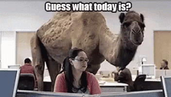 happy-hump-day-camel-3096040613.gif
