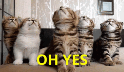 yes-cats.gif