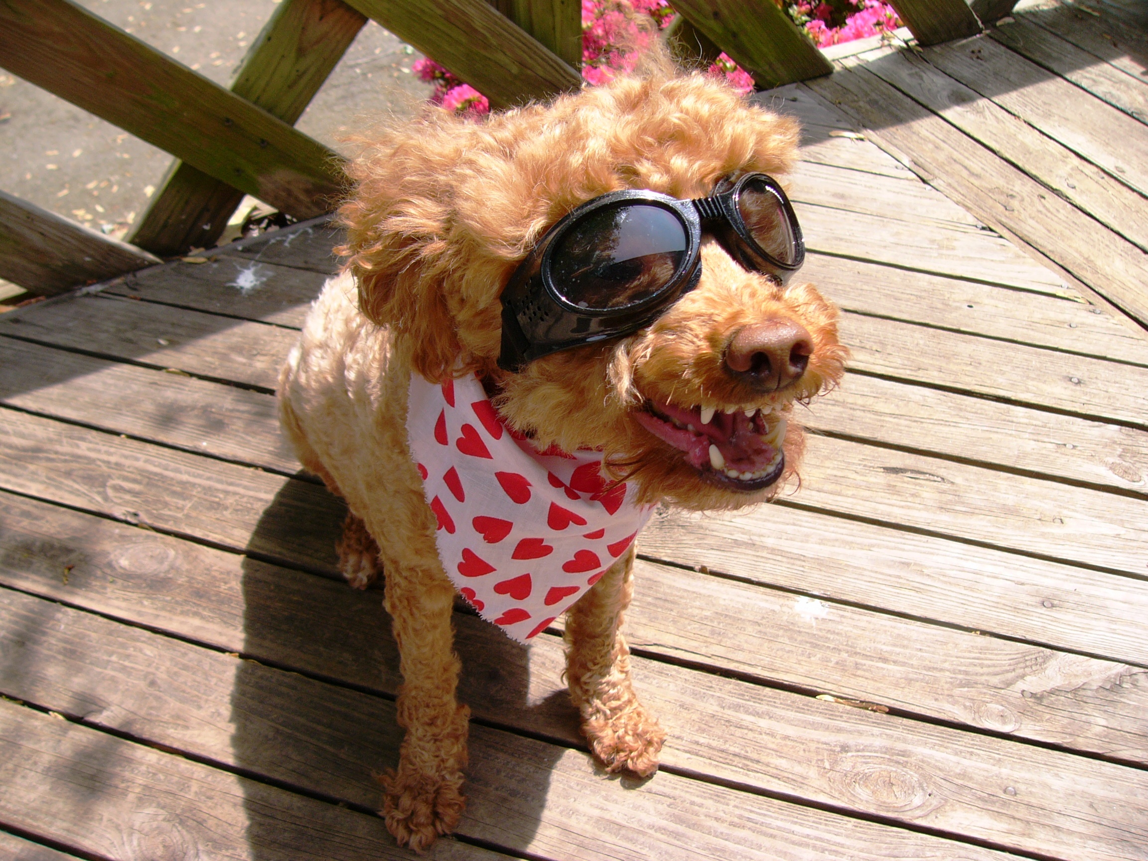 Laughing_dog_with_googles.jpg