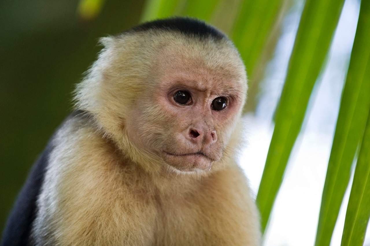 www.animalsaroundtheglobe.com