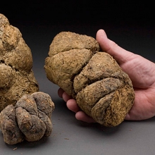 GiantSlothDung.jpg