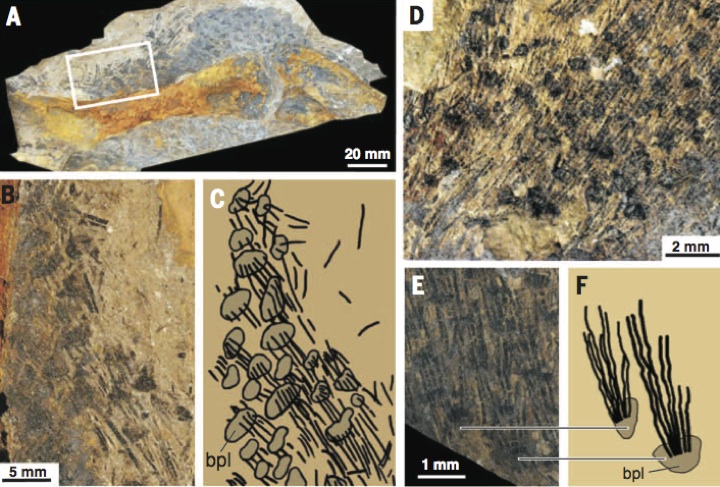 fossil-fibers.jpg